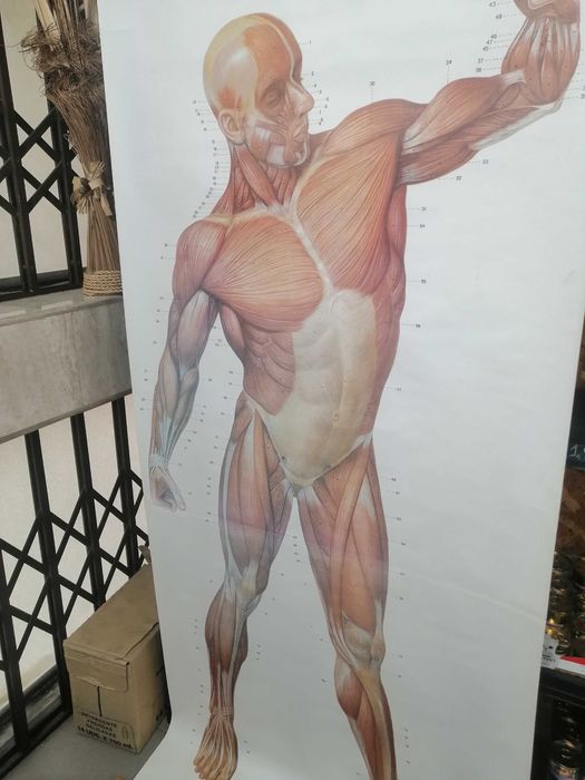 Mapa do corpo humano