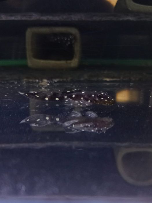 Ancistrus L184 L107 F1 3,5-4cm