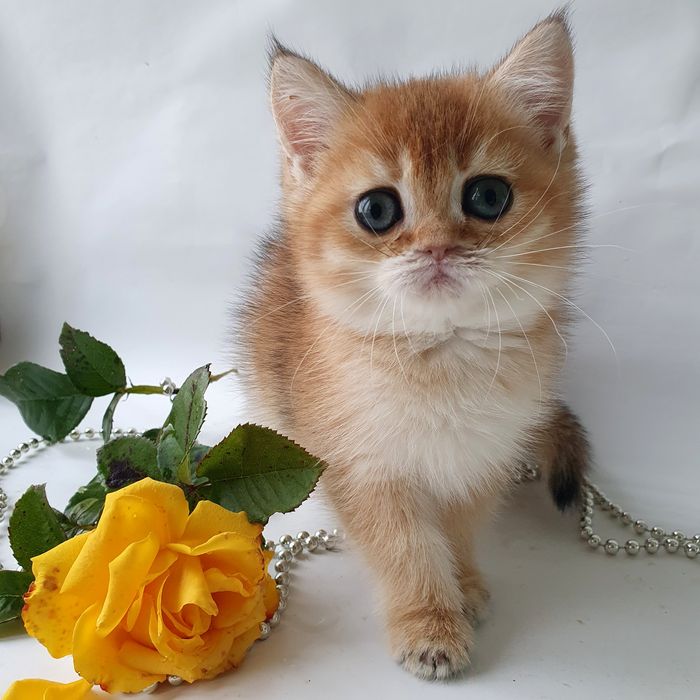 Киев золотая шиншилла, кошечка, клубная, котята, кошенята, котенок