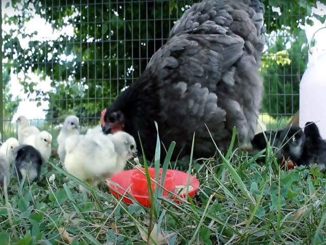 Інкубаційне яйце. породи орпінгтон мармуровий, блакитний, чорний.