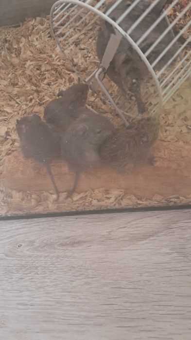 Sprzedam Koszatniczki