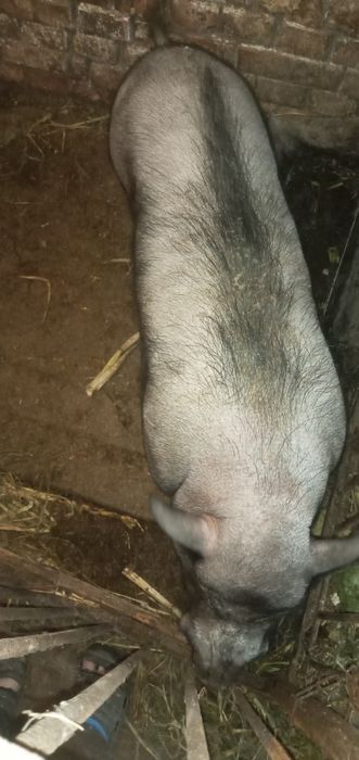 Продам в'єтнамські свині