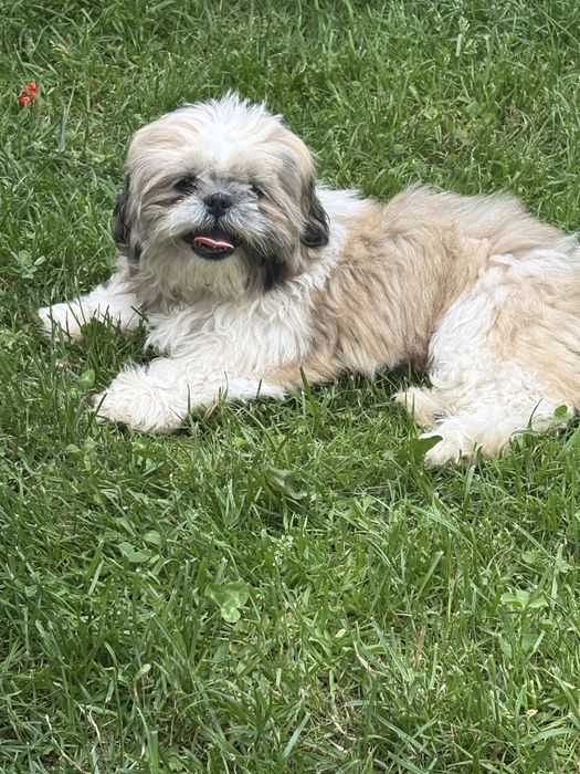Shih tzu szuka domku