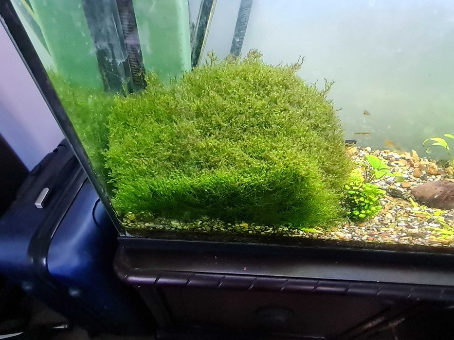 Mech do akwarium. Duża porcja