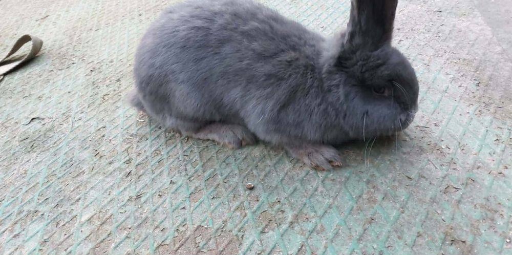 Królik baran francuski