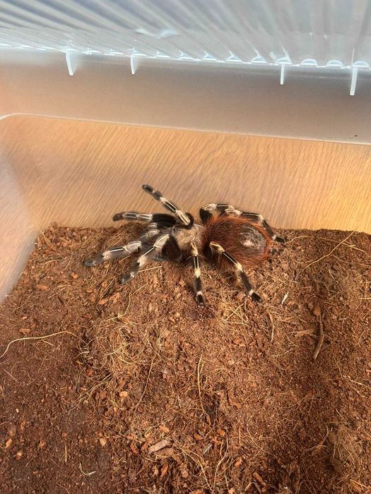 Samica ptasznika Nhandu chromatus | ok. 6 cm DC
