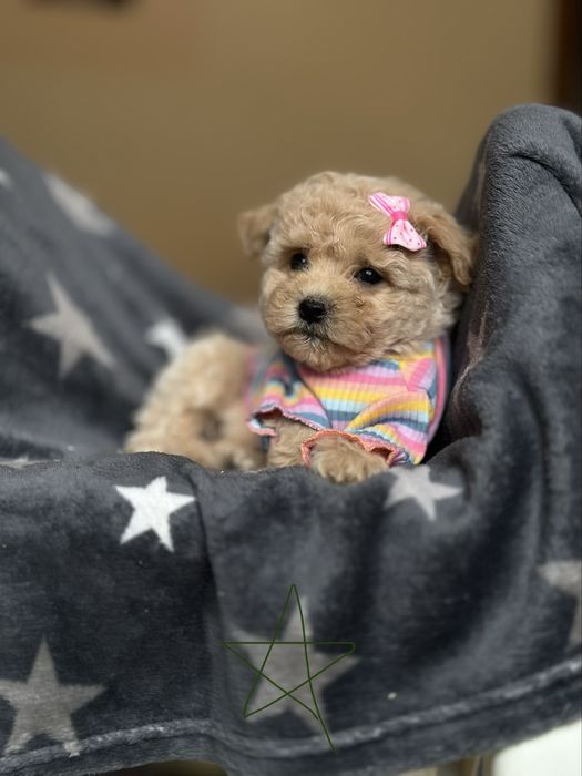 Мальтіпу міні радість, самі найкращі та милі