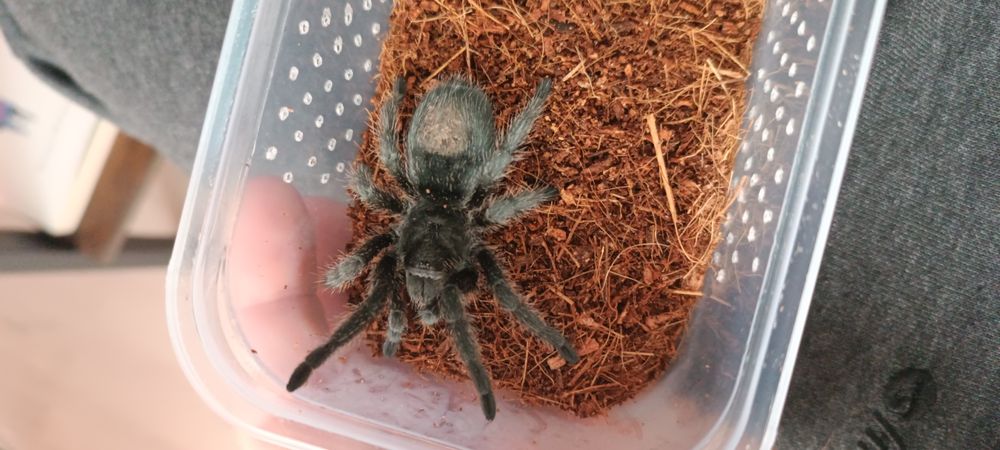 Grammostola pulchripes L2/3 20 lub gratis