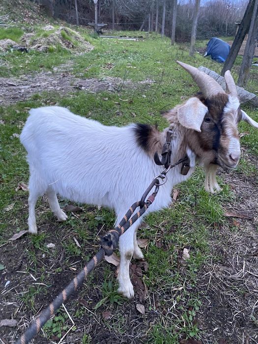 Cabras boer ( casal )
