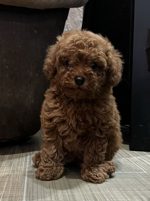 Той пудель/ дівчинка