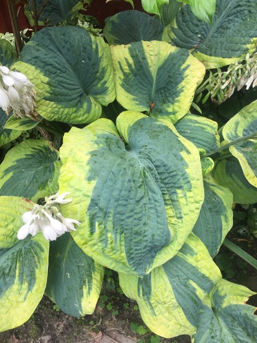 Хости ,гарні поділки,12 сортів