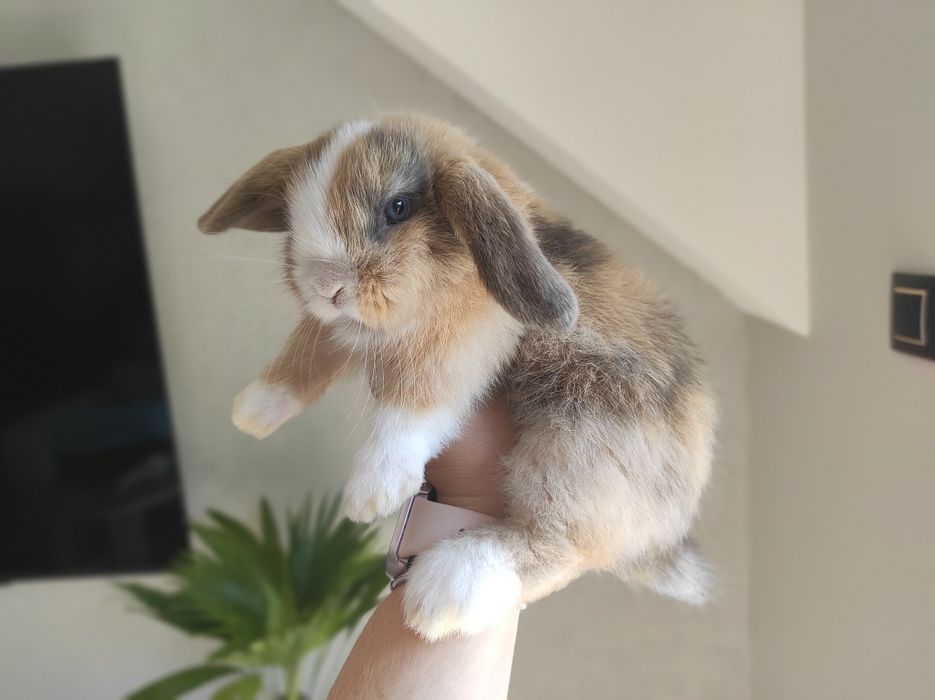Mini Lop Czystej Rasy Malutkie Króliczki z WYPRAWKĄ