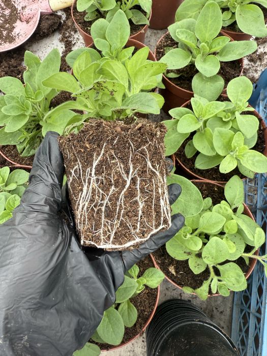 Сурфінія (петунія ампельна)