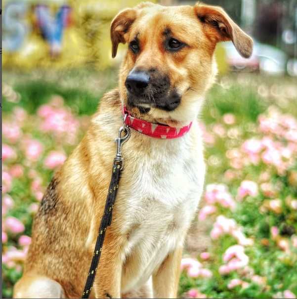 Szelki + obroża dla psa XS-L Duża regulacja