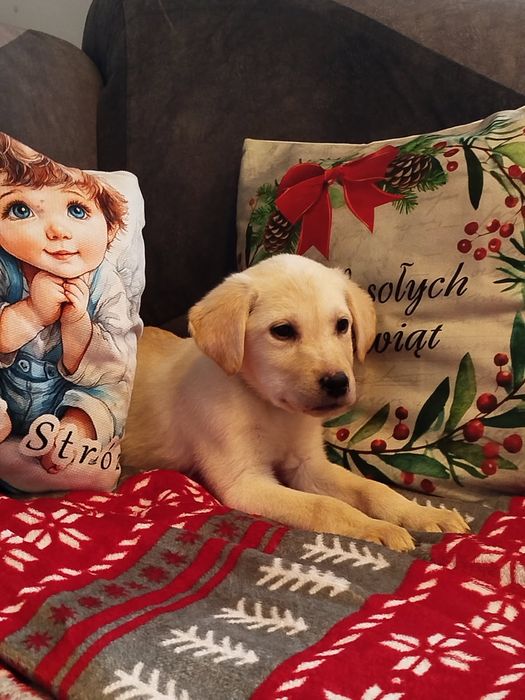 Labrador retriever szczenięta