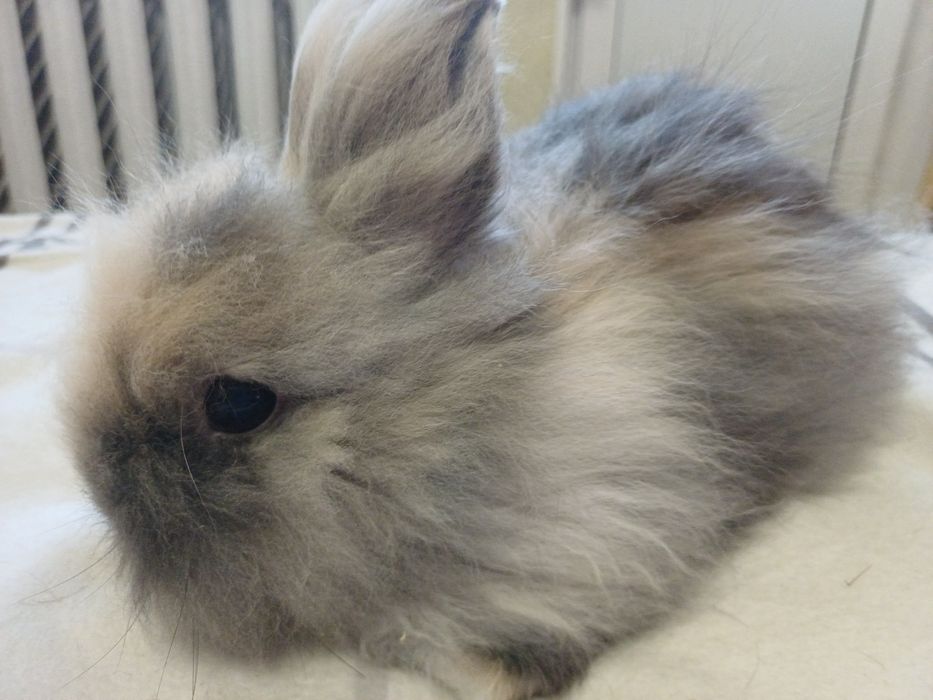 Декоративнi кролики, карликовий кролик