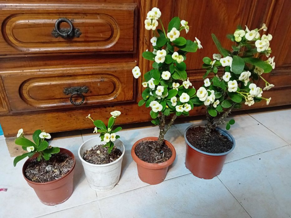 Plantas Coroa de Cristo
