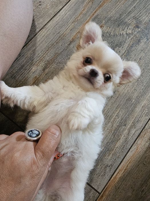 Chihuahua dlugowlosy piesek biało kremowy