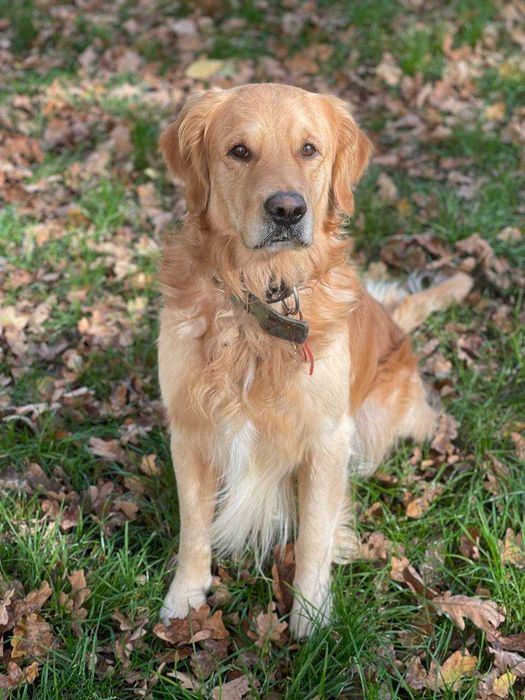 Молодой красавец познакомится с девушкой (Золотистый Ретривер)