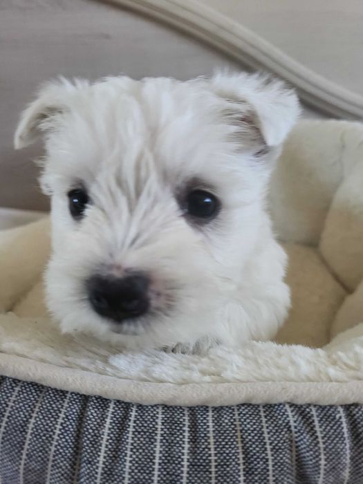 Вест Хайленд Уайт Тер'єр/West Highland White Terrier