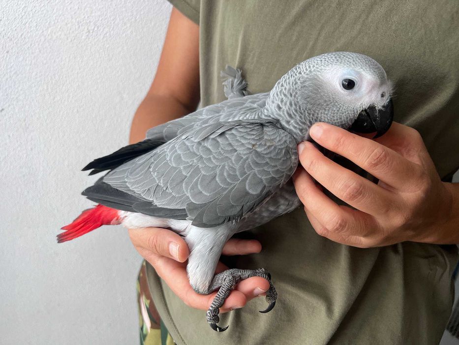 Papagaio cinzento