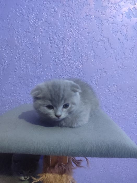 Котенята британці