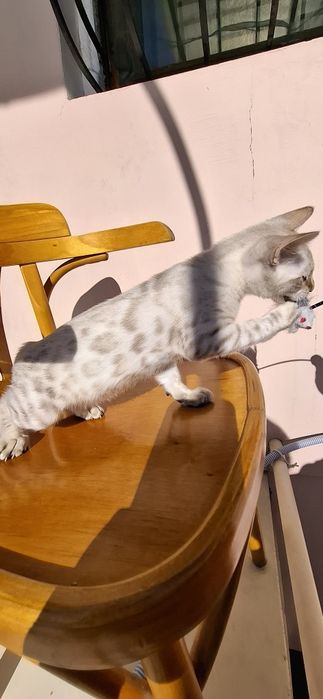 Бенгальський хлопчик