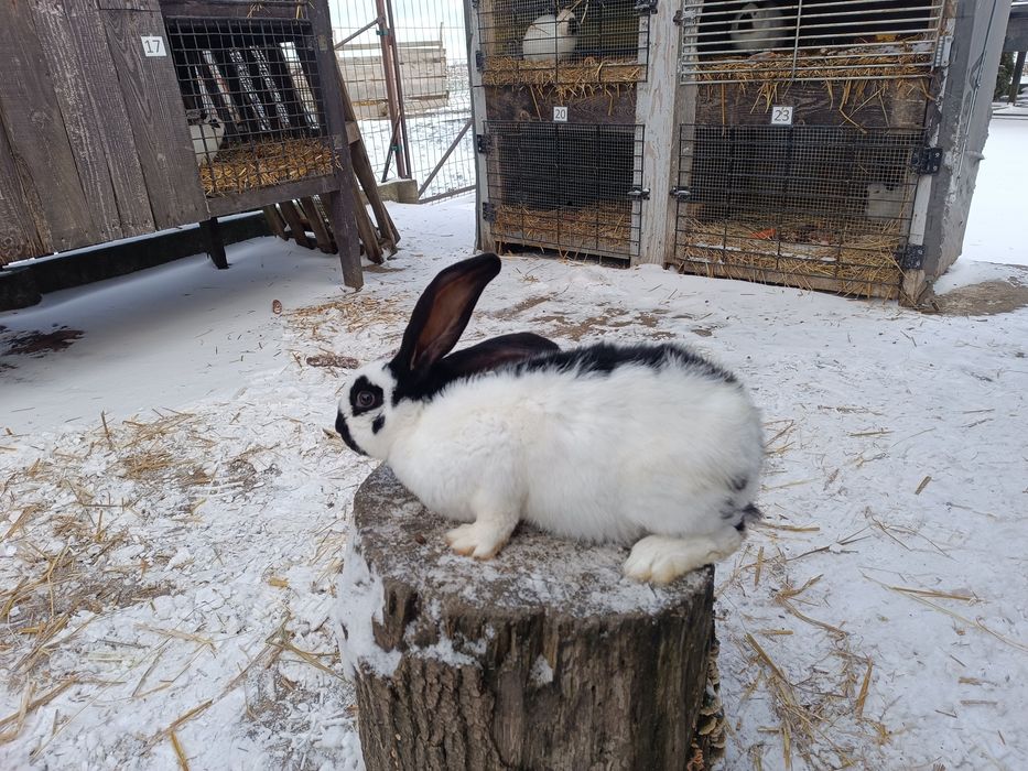 Króliki Srokacz Olbrzym Czarny