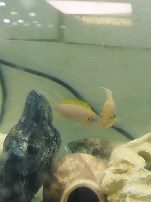 Neolamprologus daffodil tanganika 2