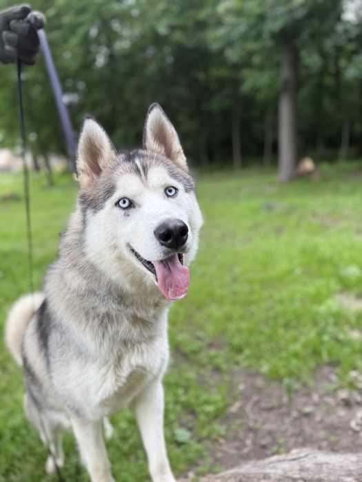 Хаскі кобель 1,5 років