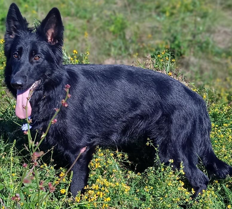 Черный длинношерстный кобель