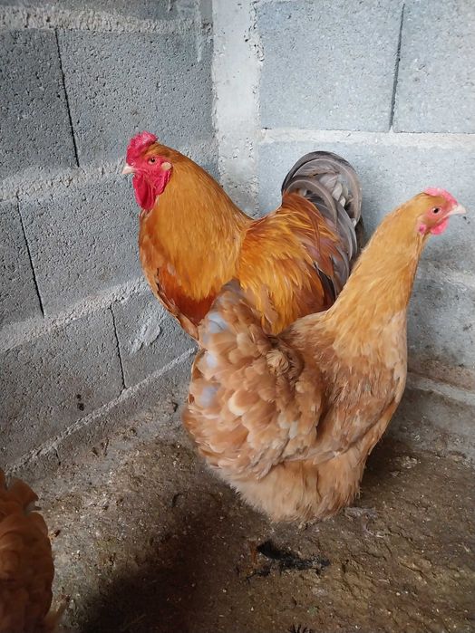 Brahma , galinhas  de várias raças e   . ovos