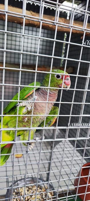 Amazonas vinacea macho