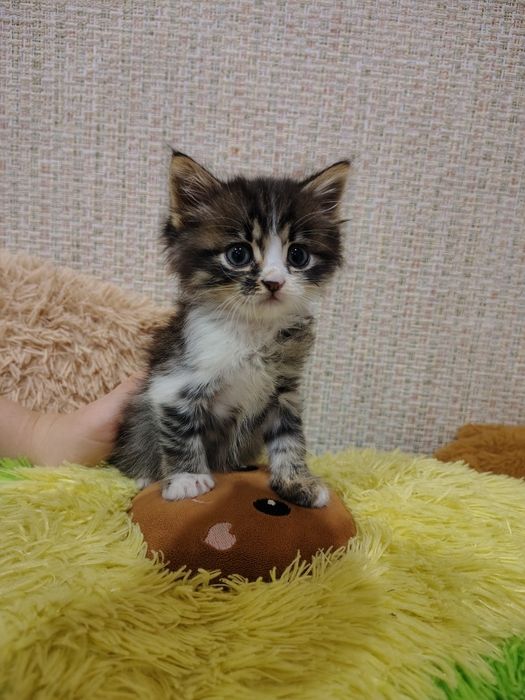 Котик в добрі руки