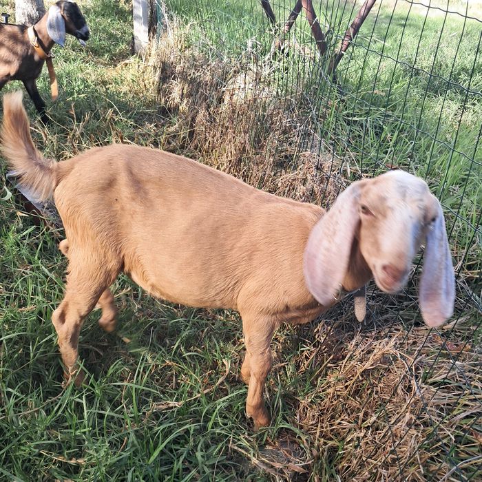 Cabras anglonubianas