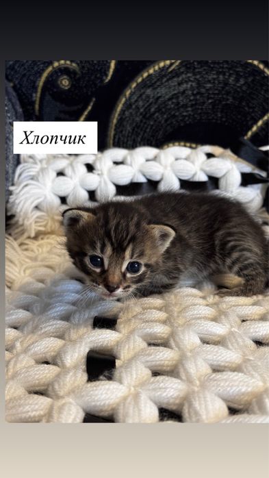 Кошеняток можна бронювати