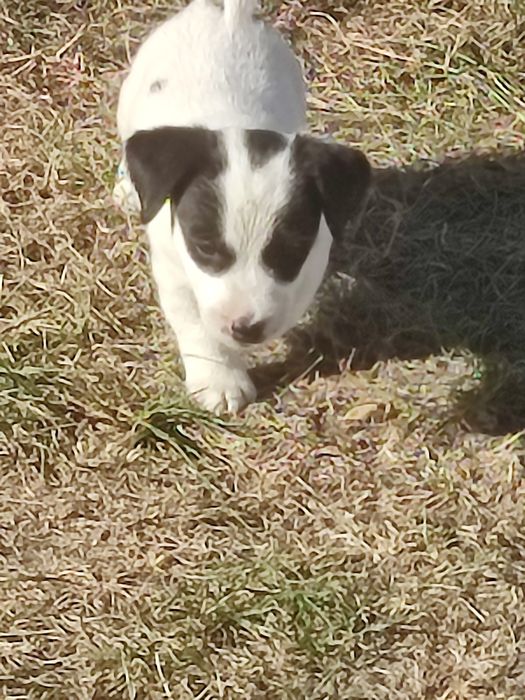 Jack Russell terrier