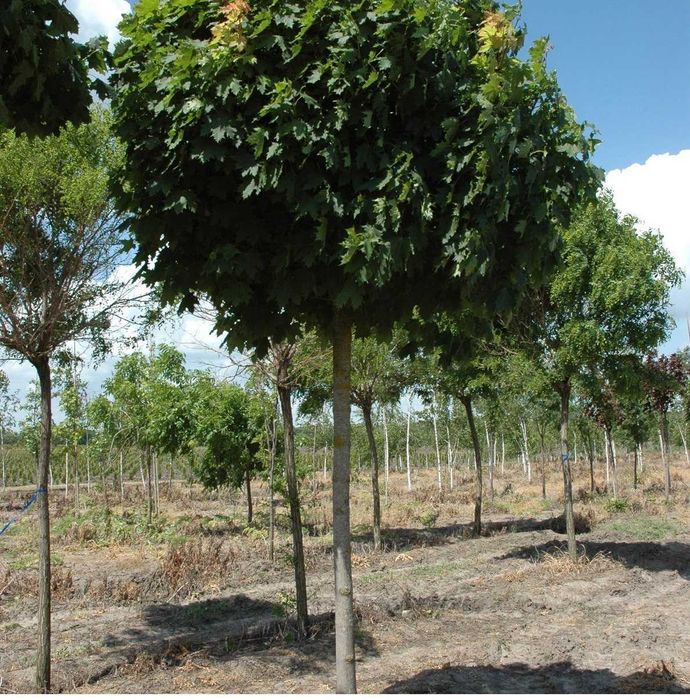 Продаж розсадника декоративних рослин