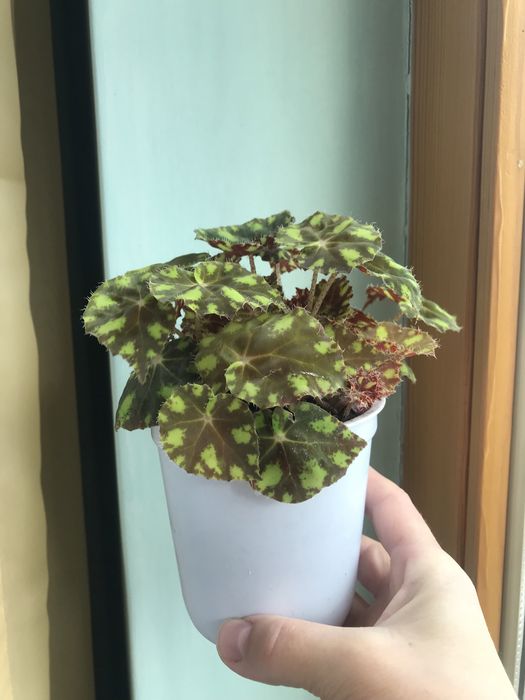 Бегонія тигрова міні