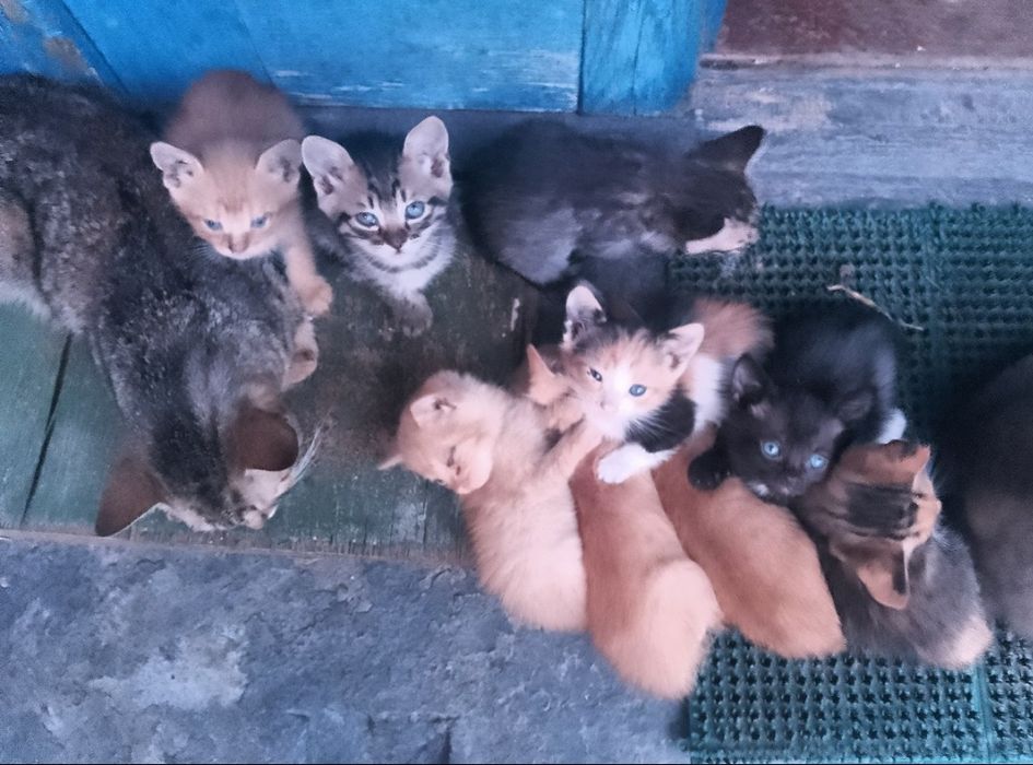 Потрібен дім для котиків!