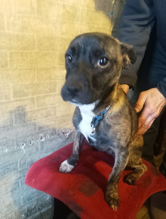 Отдам собаку в хорошие руки