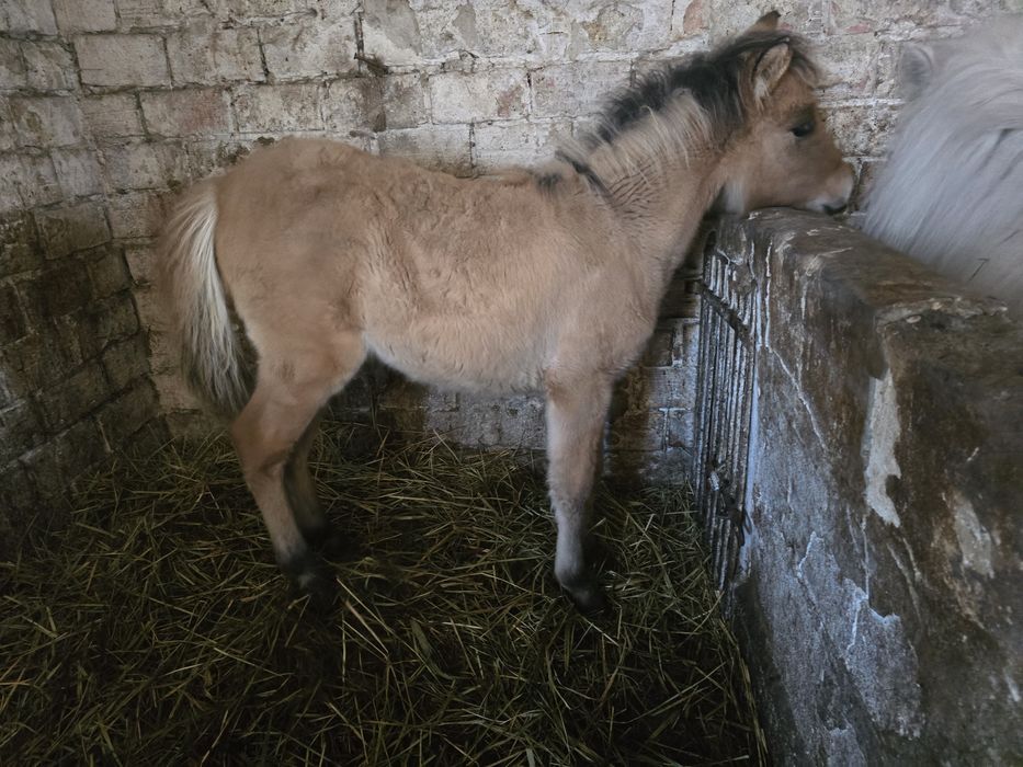 Ogierek po fiordzie 6 miesiecy spokojny paszport.