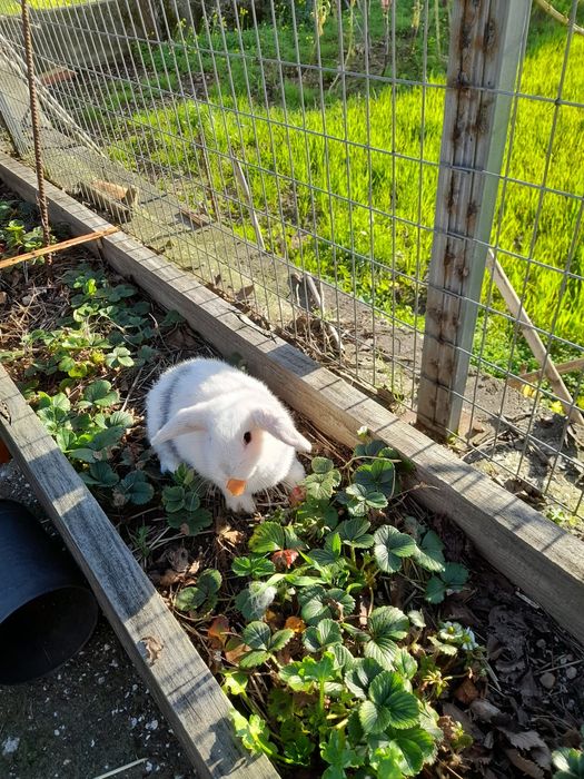 Coelhos anões Mini Lop