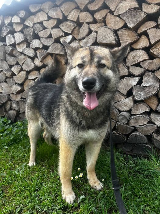 Suri sunia do adopcji