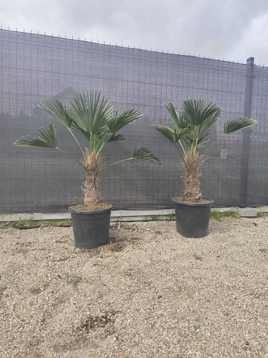 Palma Trachycarpus Wagnerianus