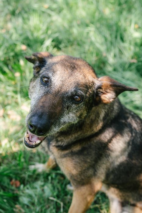 Bella psia seniorka 10 lat szuka domu