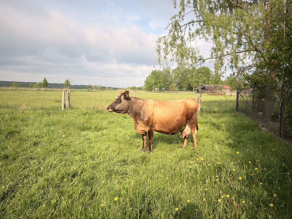 Sprzedam krowę mleczną