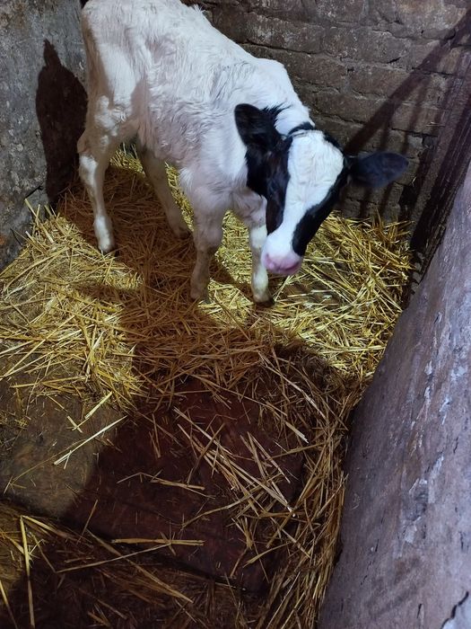 Продамо теля теличку