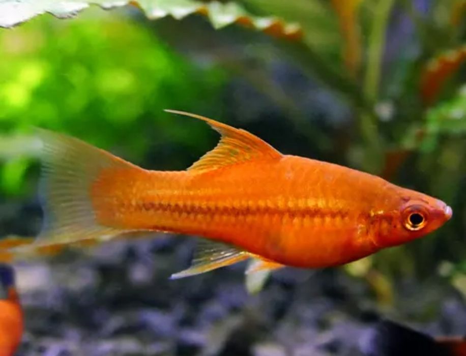 Mieczyk, Mieczyki, ryby akwariowe