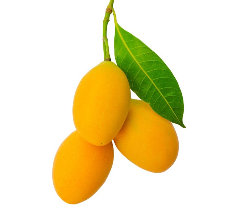 Árvore MANGA CHAMPANHE MEL tropical